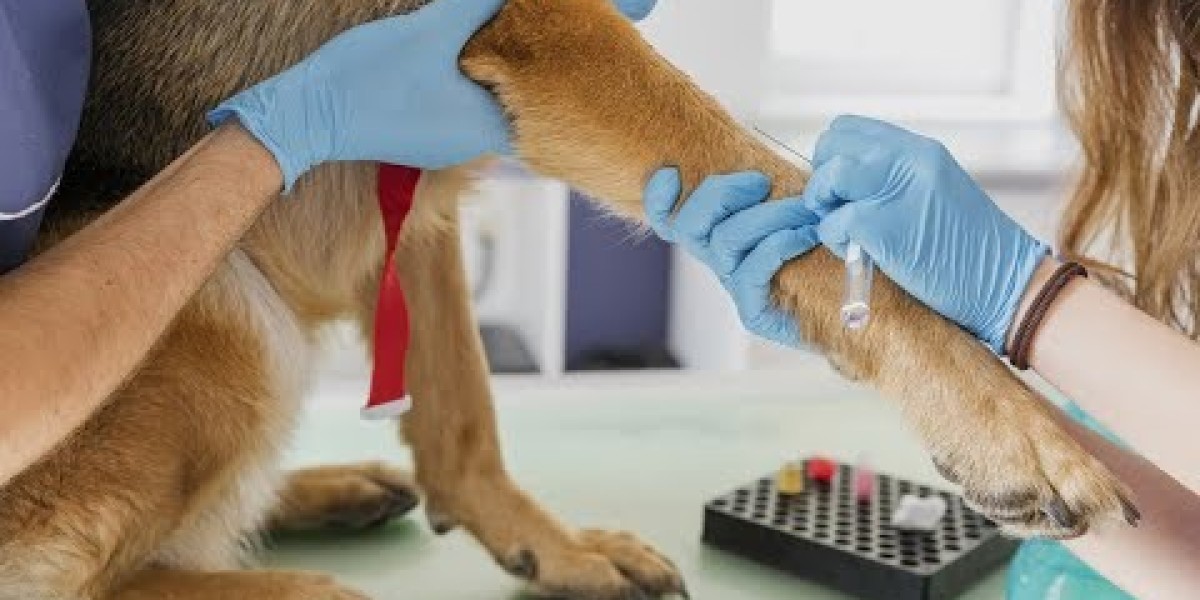 How Much Does Blood Work for a Dog Cost? 2024 Update