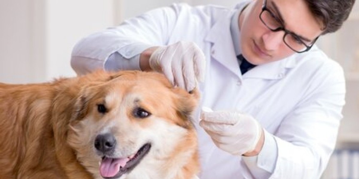 Diagnosing Leukemia in Dogs