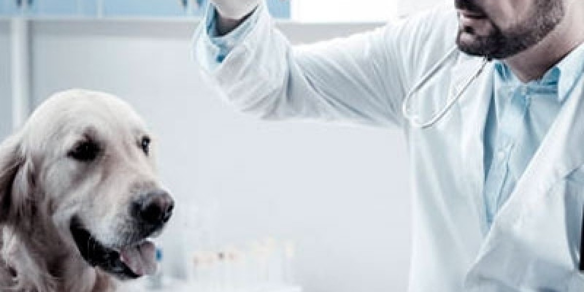 CBC Blood Test For Dogs: Why It's Done & Understanding