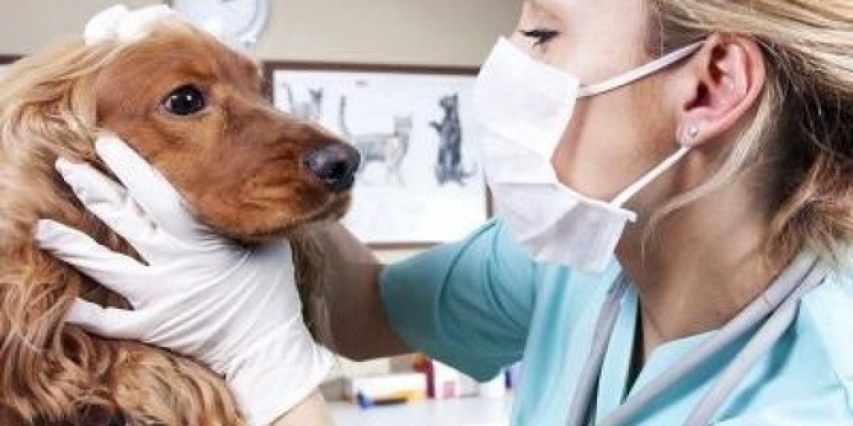 Echocardiography in Dogs