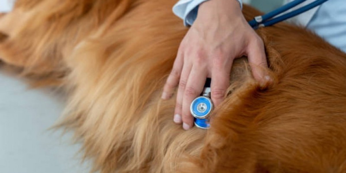 What Is Veterinary Radiology? An Inside Look at This Specialty Veterinary Blog