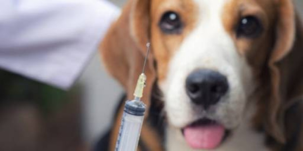 Ultrassonografia Veterinária: A Chave para o Bem-Estar Animal